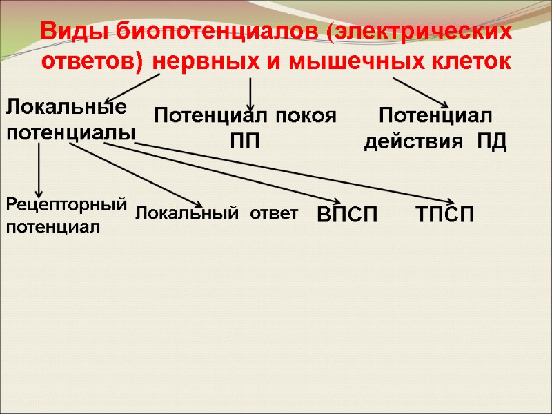 Виды биопотенциалов (электрических ответов) нервных и мышечных клеток Локальные  потенциалы  Потенциал покоя